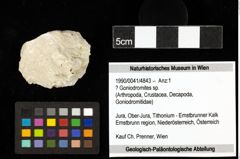 Foto (Objekt + Etiketten) von ? Goniodromites sp. 
